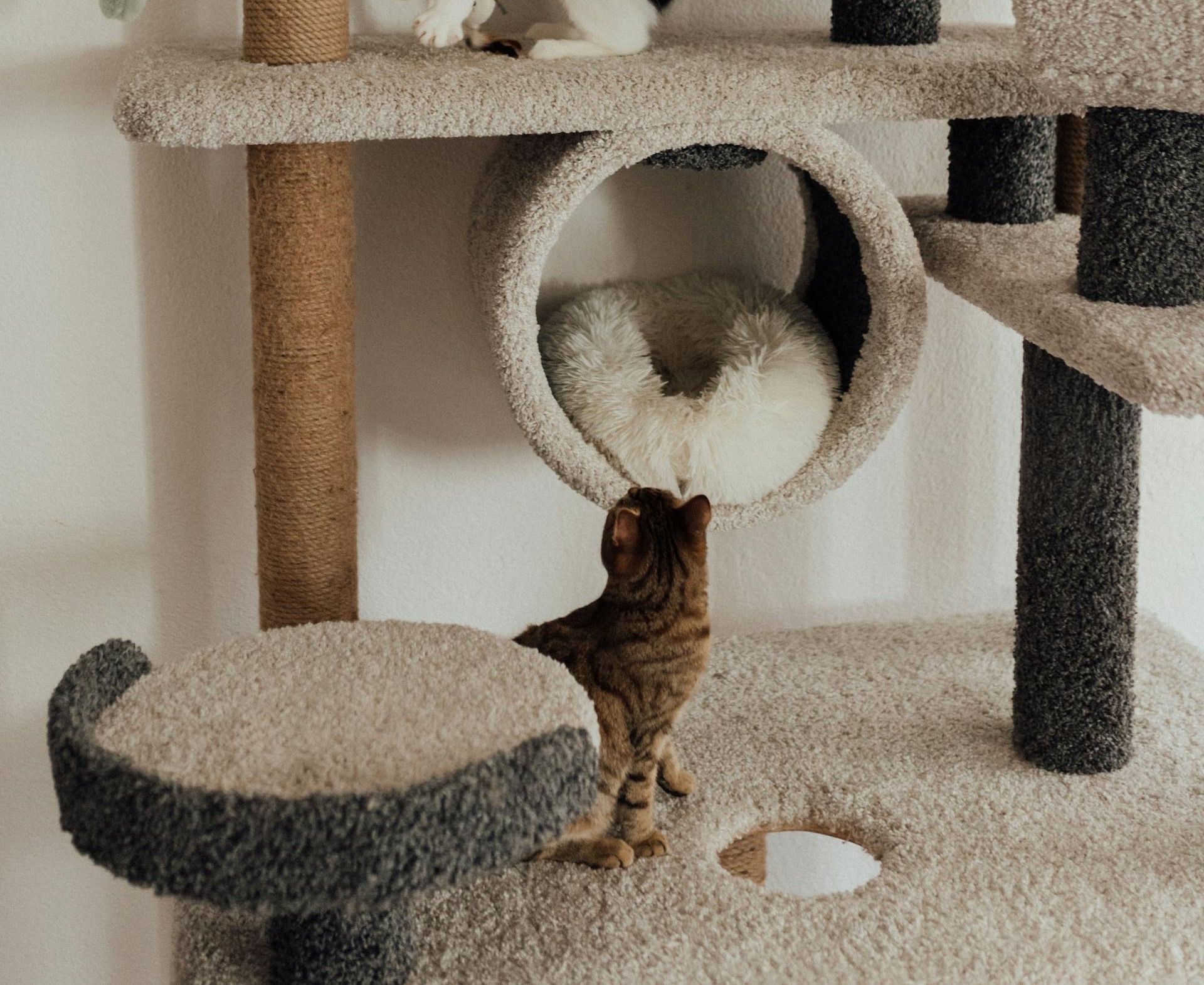 Comment réussir le choix d’un arbre à chat ? Les indications !