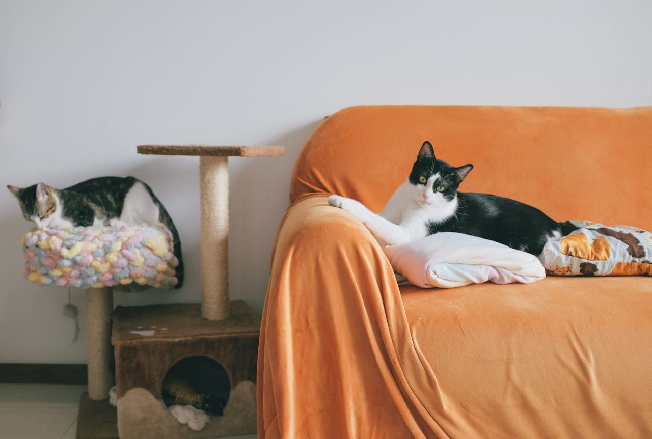 Connaitre les différents types d’arbre à chat